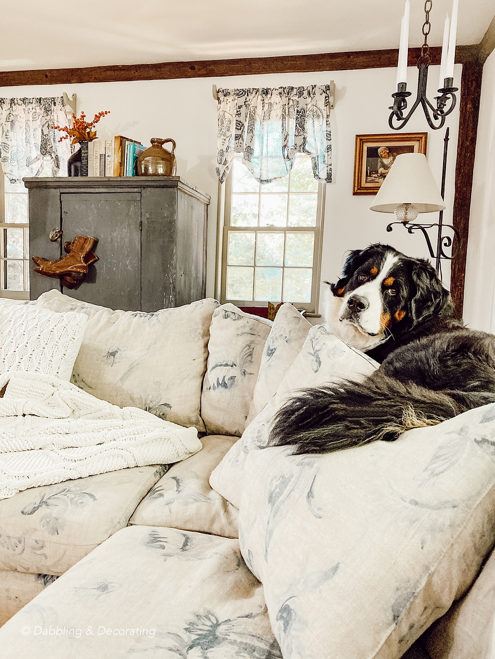 Bernese Mountain Dog, Ella in the Living Room