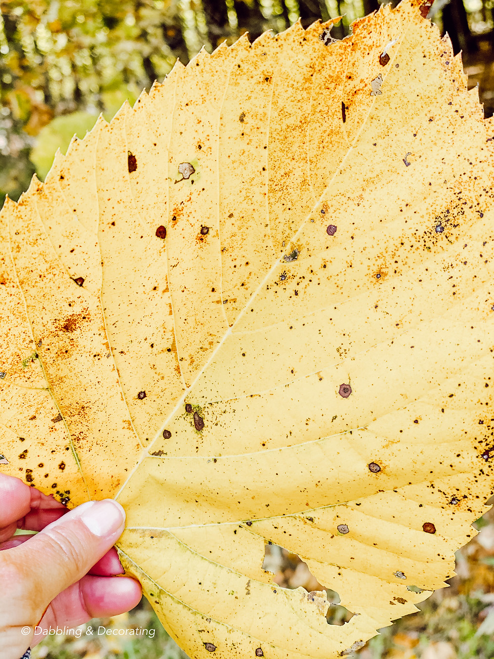 Hiking and Gathering for Natural Fall Decor Elements