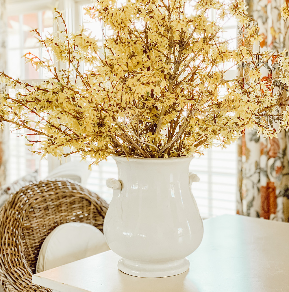 Forcing Forsythia Branches into Beautiful Spring Flowers