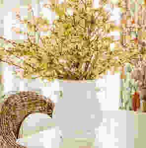 Forcing Forsythia Branches into Beautiful Spring Flowers