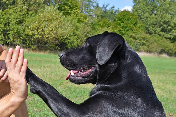 dog giving man high five