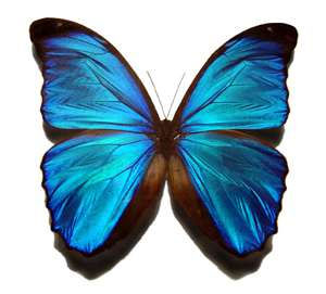 The Blue Morpho Blog Site