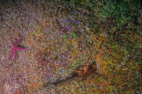 squat lobster in jewels