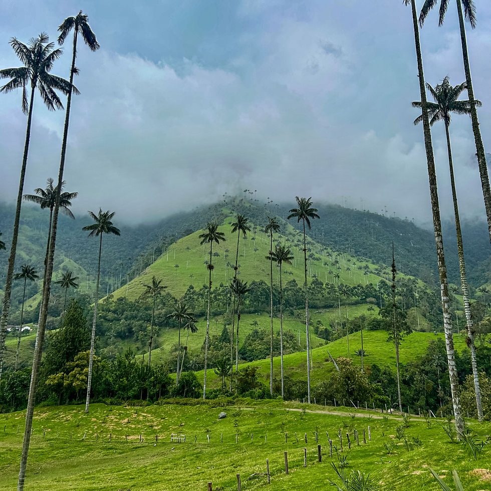 Hiking in the Cocora Valley, Salento, Colombia
