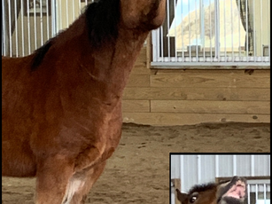 Horsin' Around