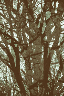 Tree Multiple Exposure - GHPark - Jan23 #1