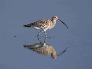 George Blair.1.Curlew TX - Copy.jpg