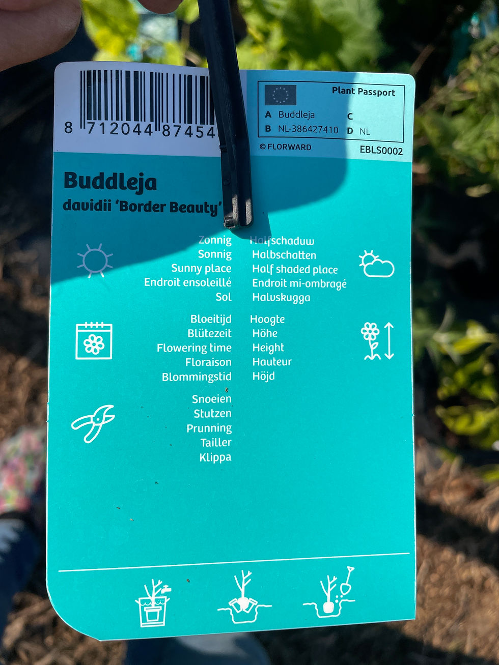 Thumbnail: Buddleja davidii ‘Border Beauty’