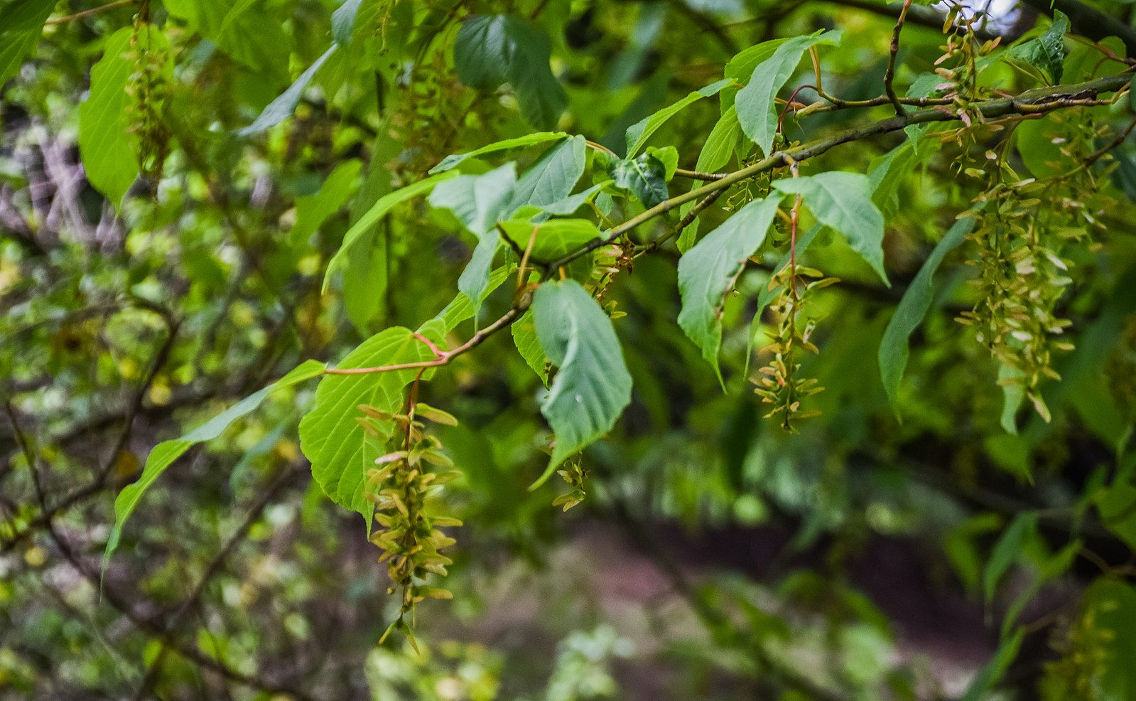 Snakebark Maple (Acer davidii)
