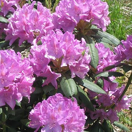 Hedging and Shrubs Potted