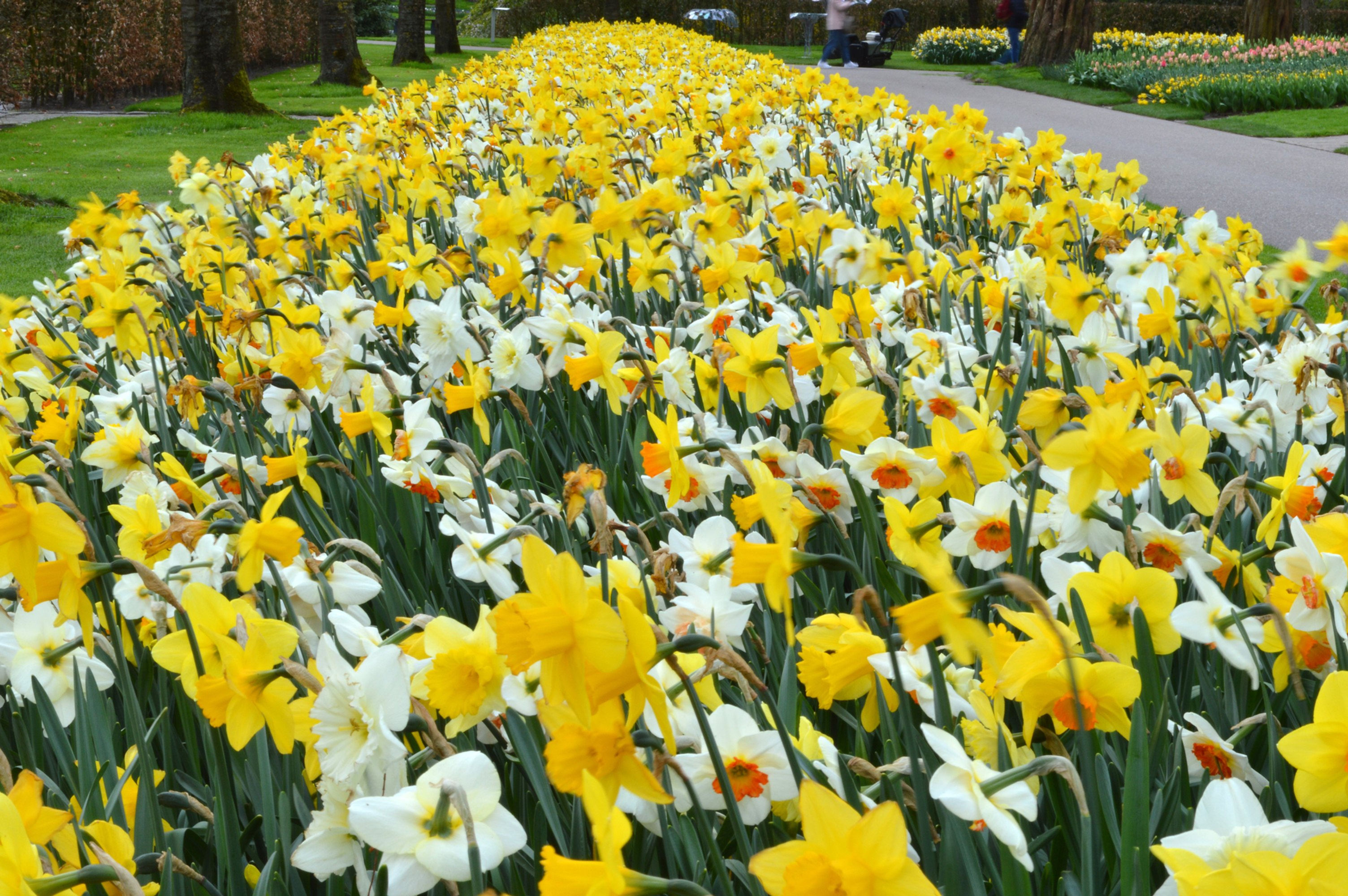 Daffodils Naturalising Mix Potted Bulbs in the Green