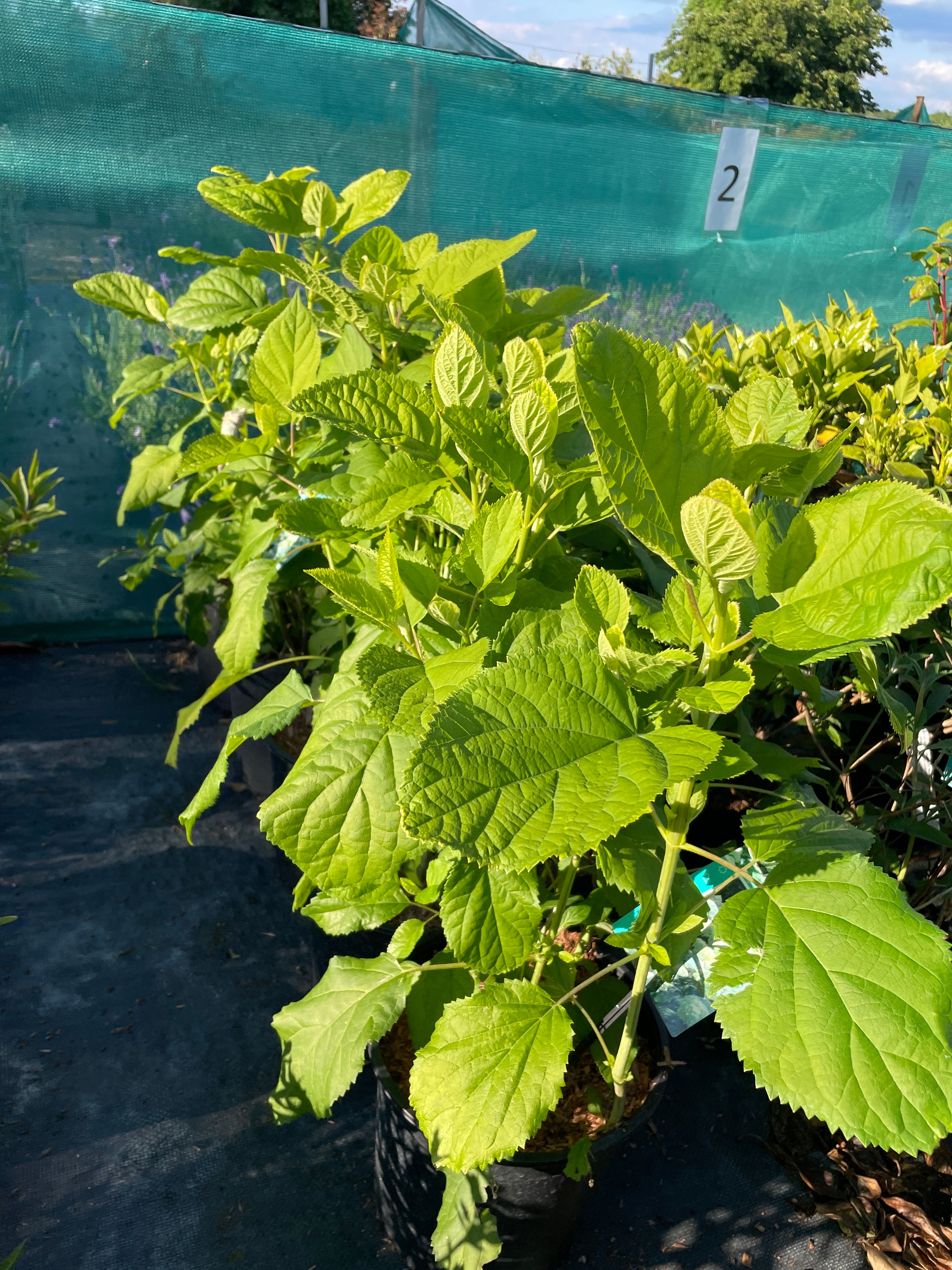 Hydrangea arborescens ‘Annabelle’