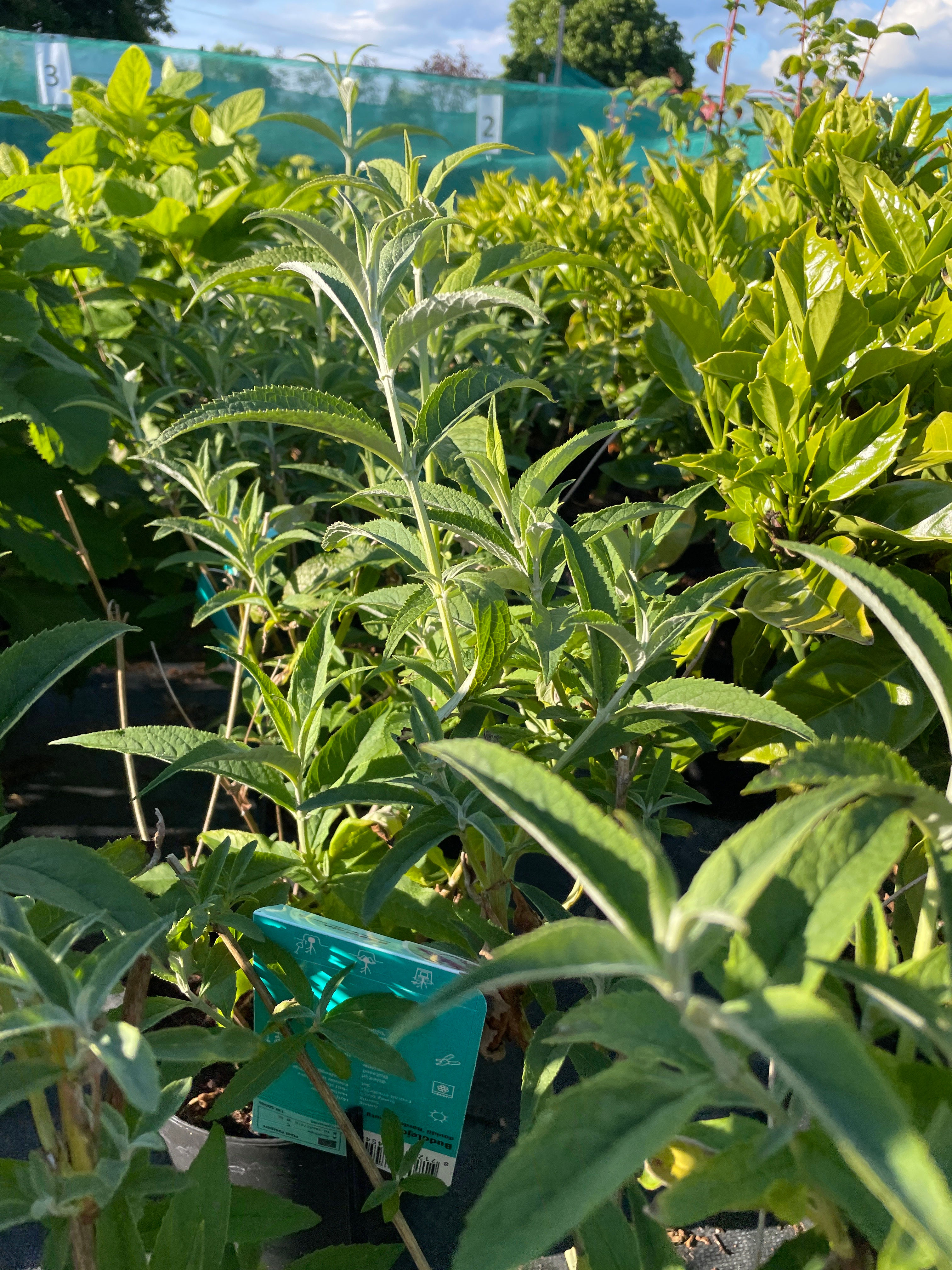 Buddleja davidii ‘Border Beauty’