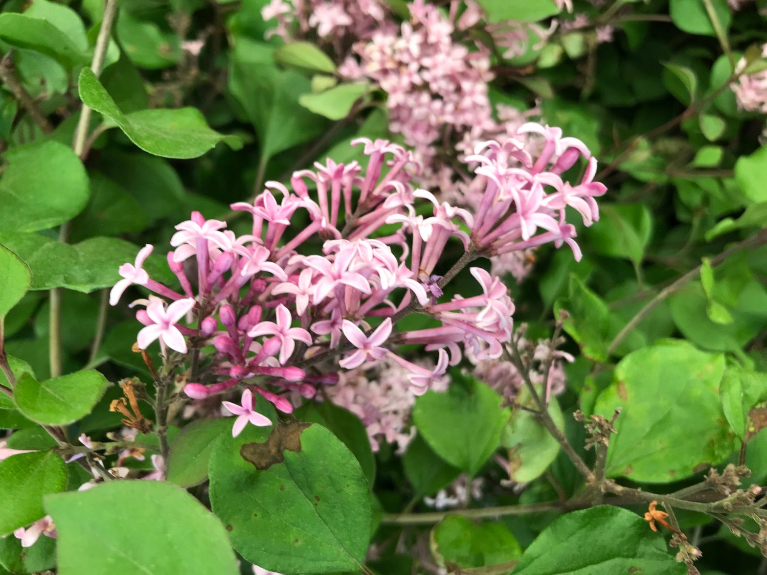 Lilac Pixie (Syringea Pixie)