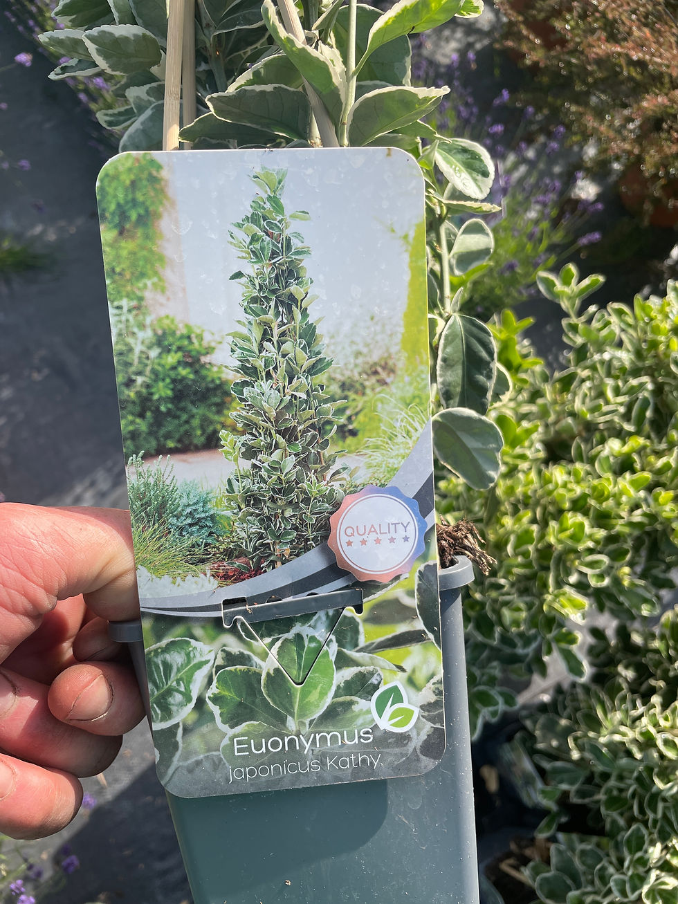 Thumbnail: Euonymus japonica ‘Kathy' 2L 50-60cm