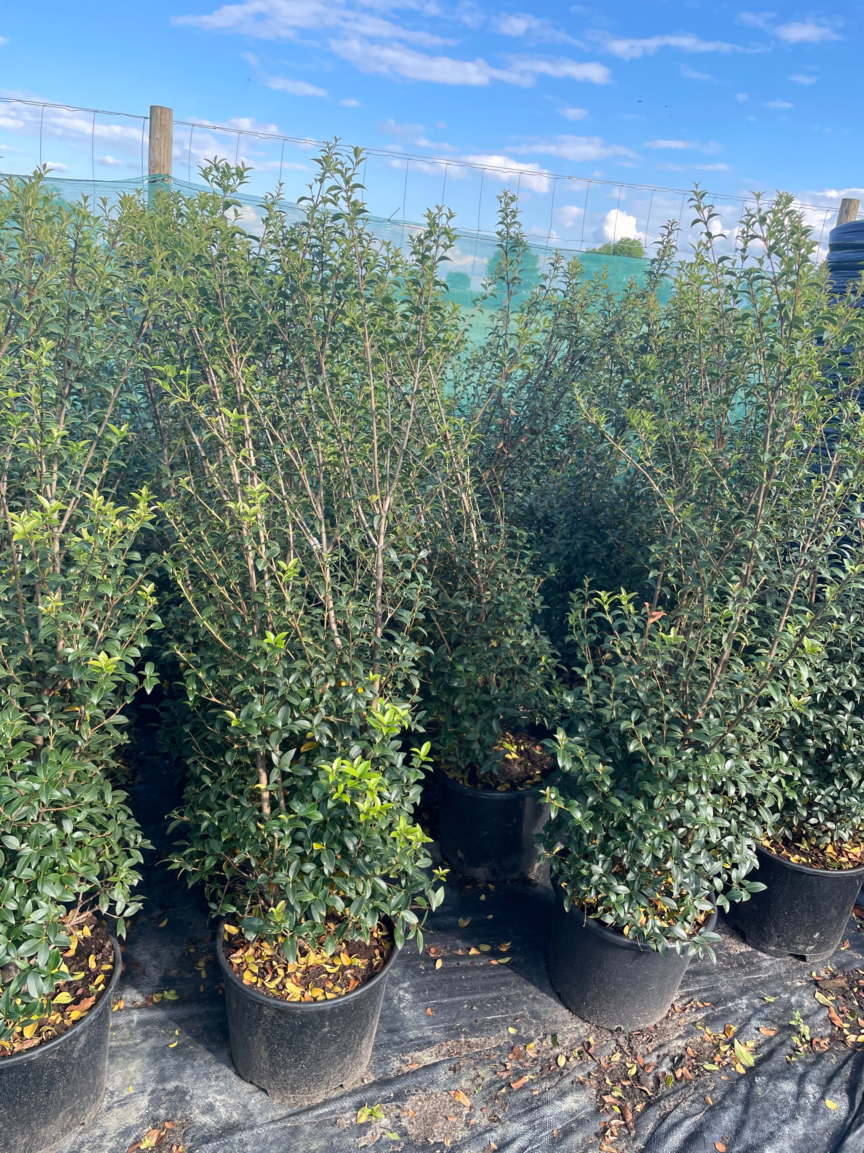 Osmanthus burkwoodii