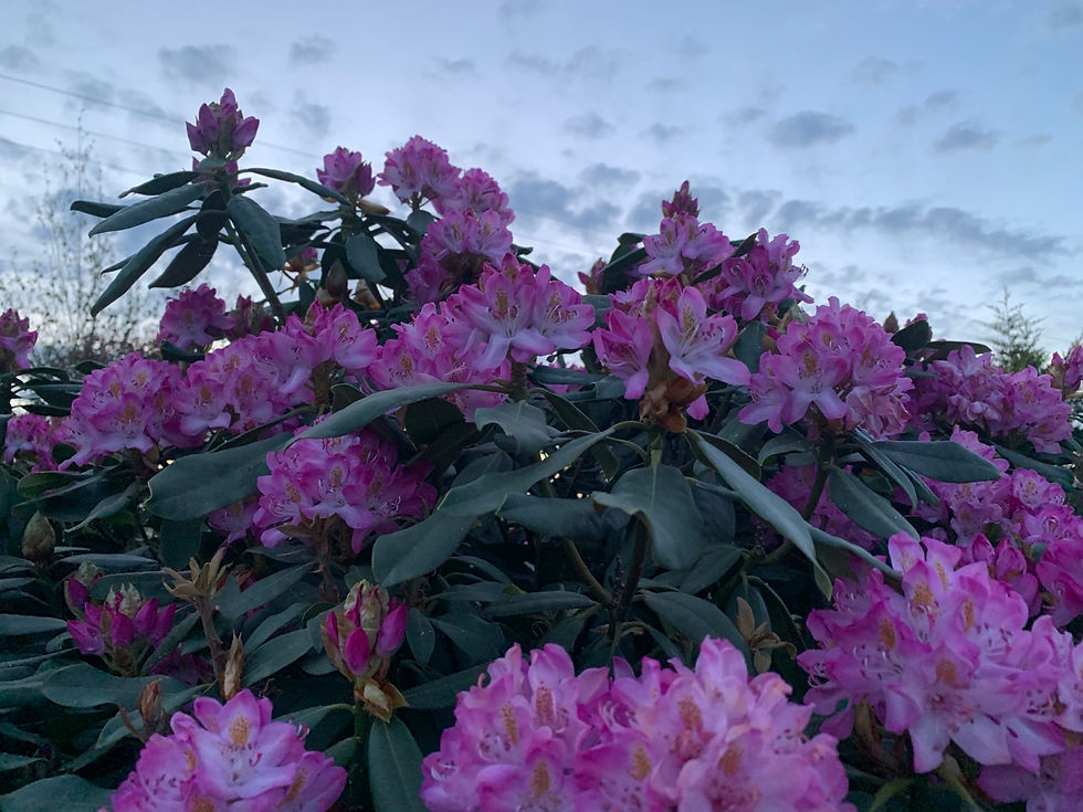 Thumbnail: Rhododendron ponticum 'Roseum' 150L (Rhododendron)