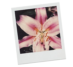polaroid flower.png