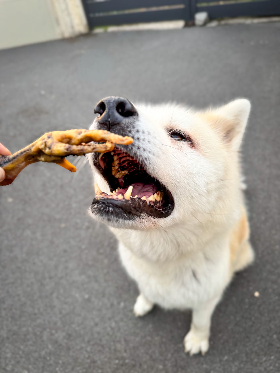 Akita