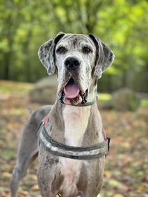 Dogue Allemand en promenade Petsitting/Dogsitting