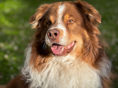 Berger Australien en promenades petsitting