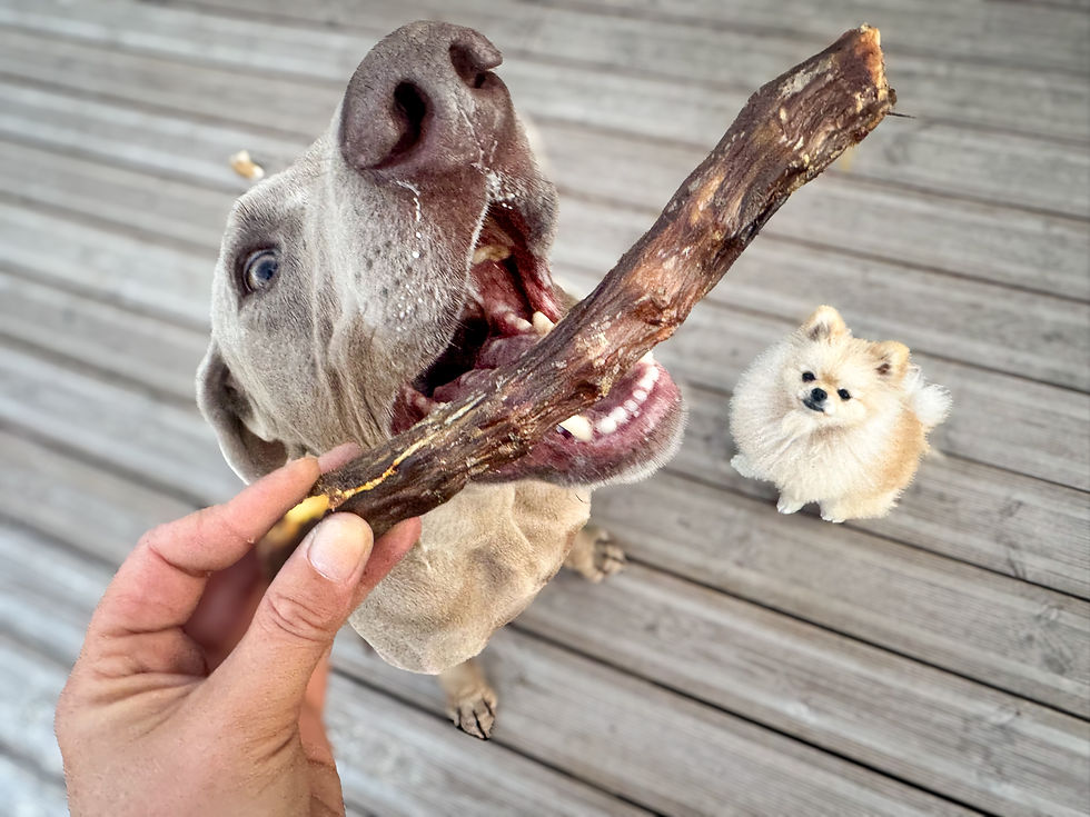 Chiens