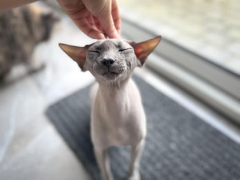 Garde de chat à domicile en petsitting