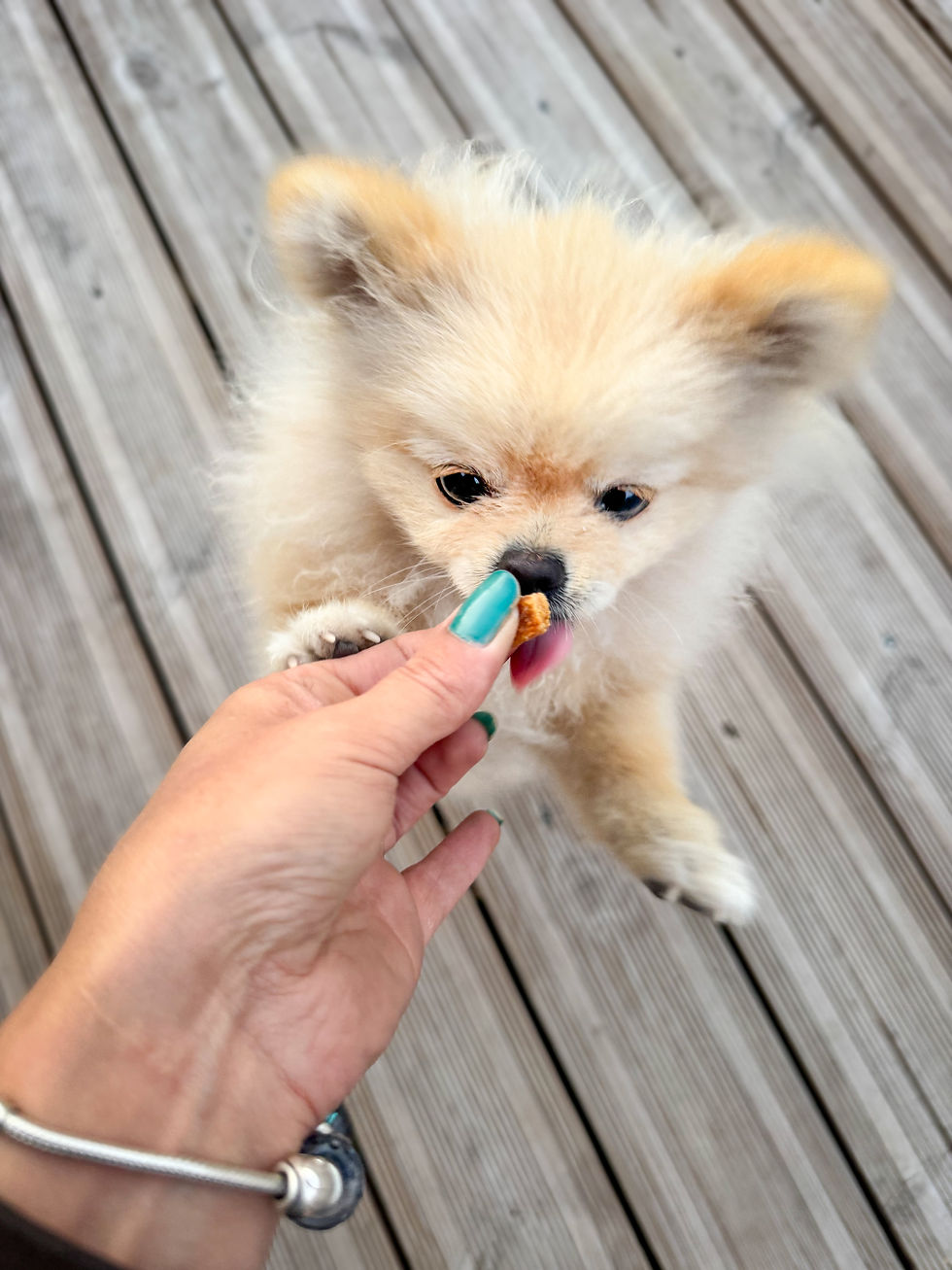 Spitz