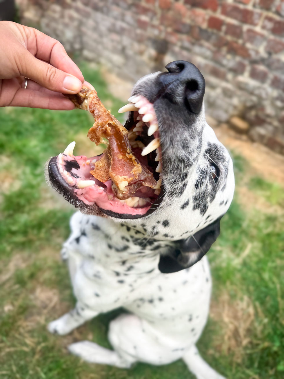 Dalmatien