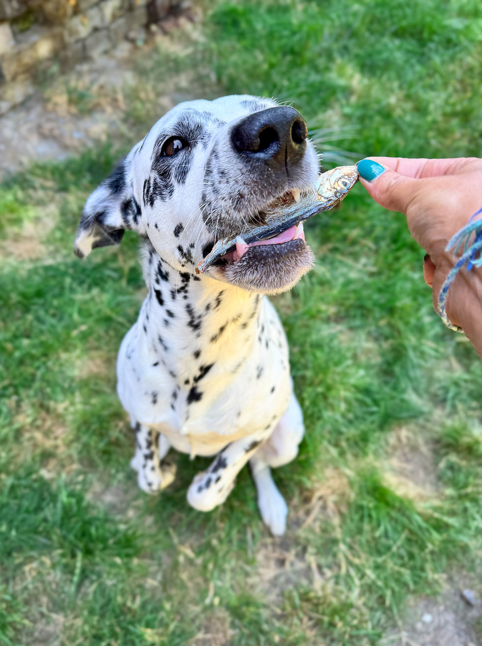 Dalmatien
