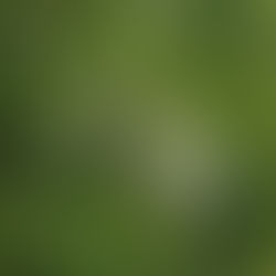 Tabernacle Lectures (36) Acacia wood