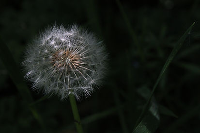 IMG_6500.JPG