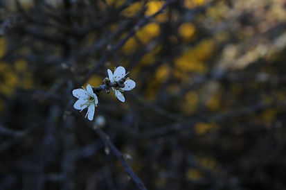 IMG_4325 - Copy.JPG