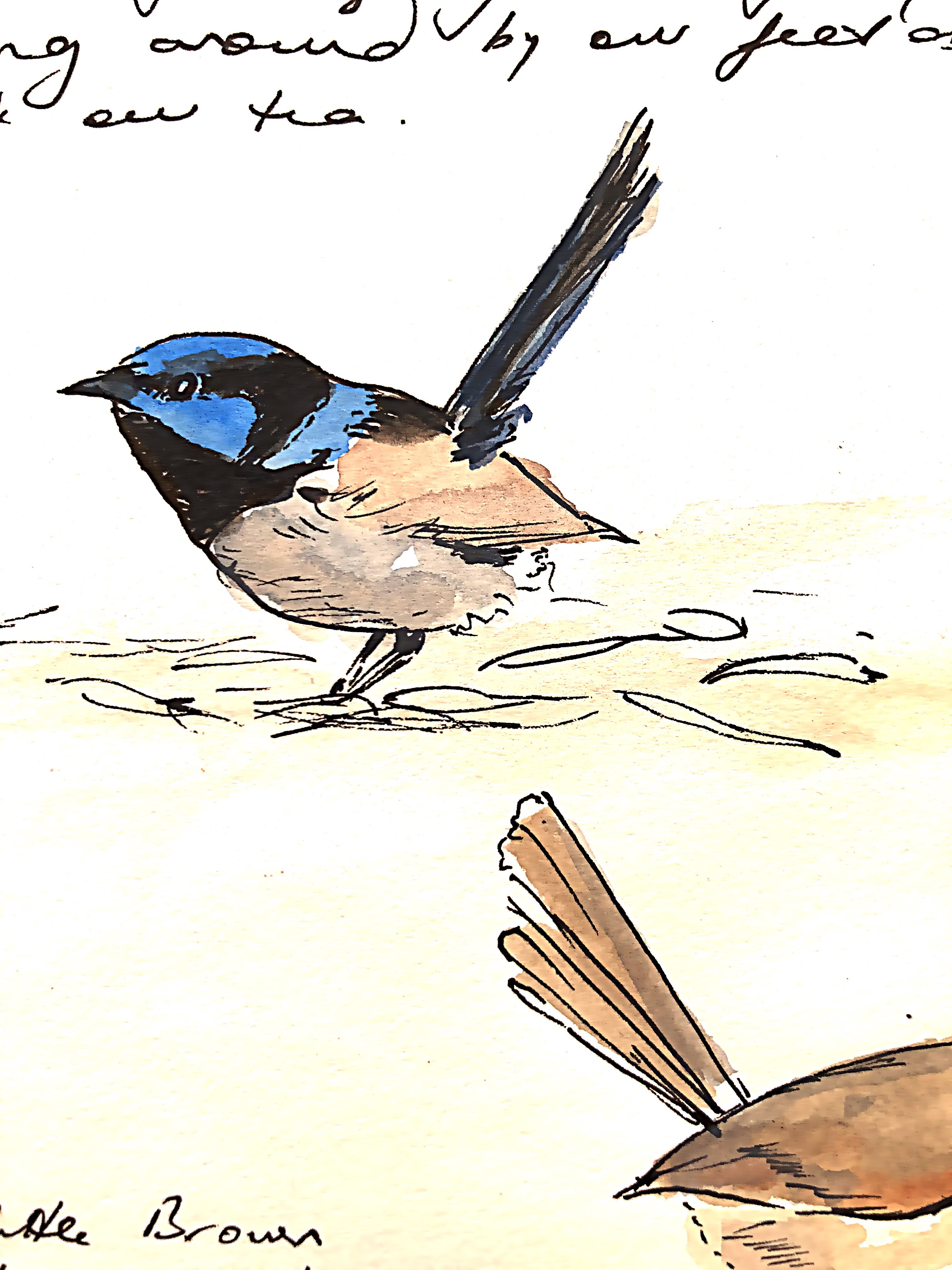 Fairy Wren Tas