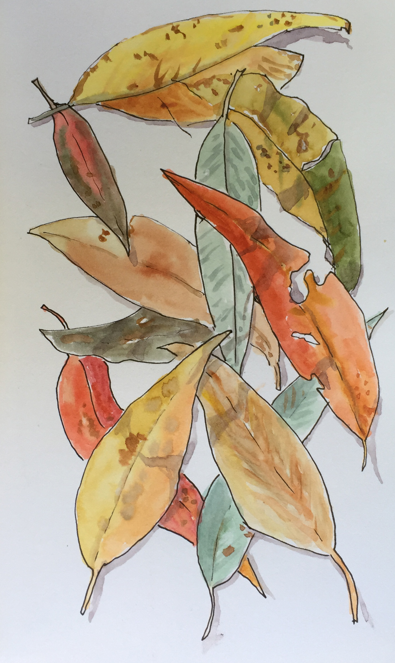 leaves
