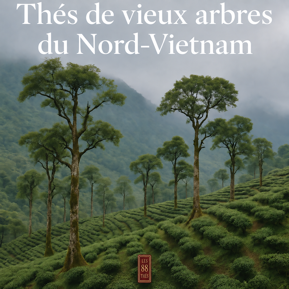 Thés de vieux arbres du Nord Vietnam