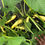Thumbnail: Yellow Squash