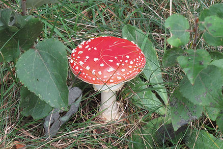 Fliegenpilz