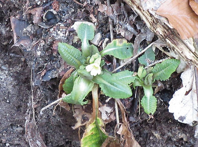 Schlüsselblume Frasdorfer Hütte