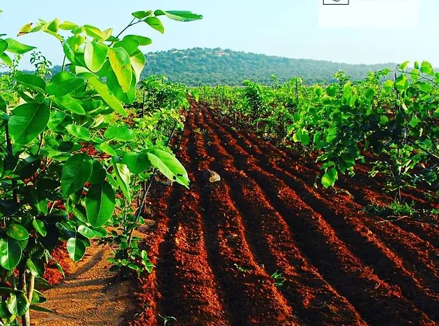 Red Sandalwood Investments And Cultivations Thepensiontree