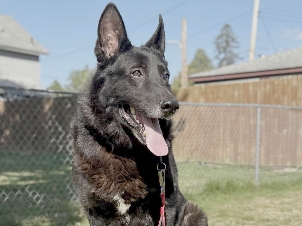 Diesel Shelter Dog_edited.jpg