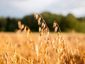 AdobeStock_132633479 (1).jpeg