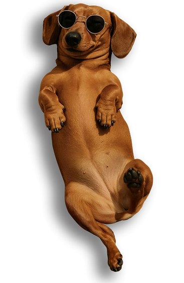 dog-1.png