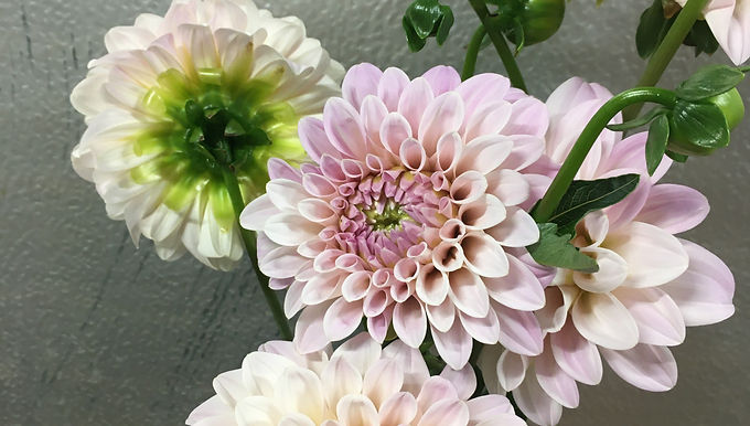 Dahlia Semi-Plate Blush