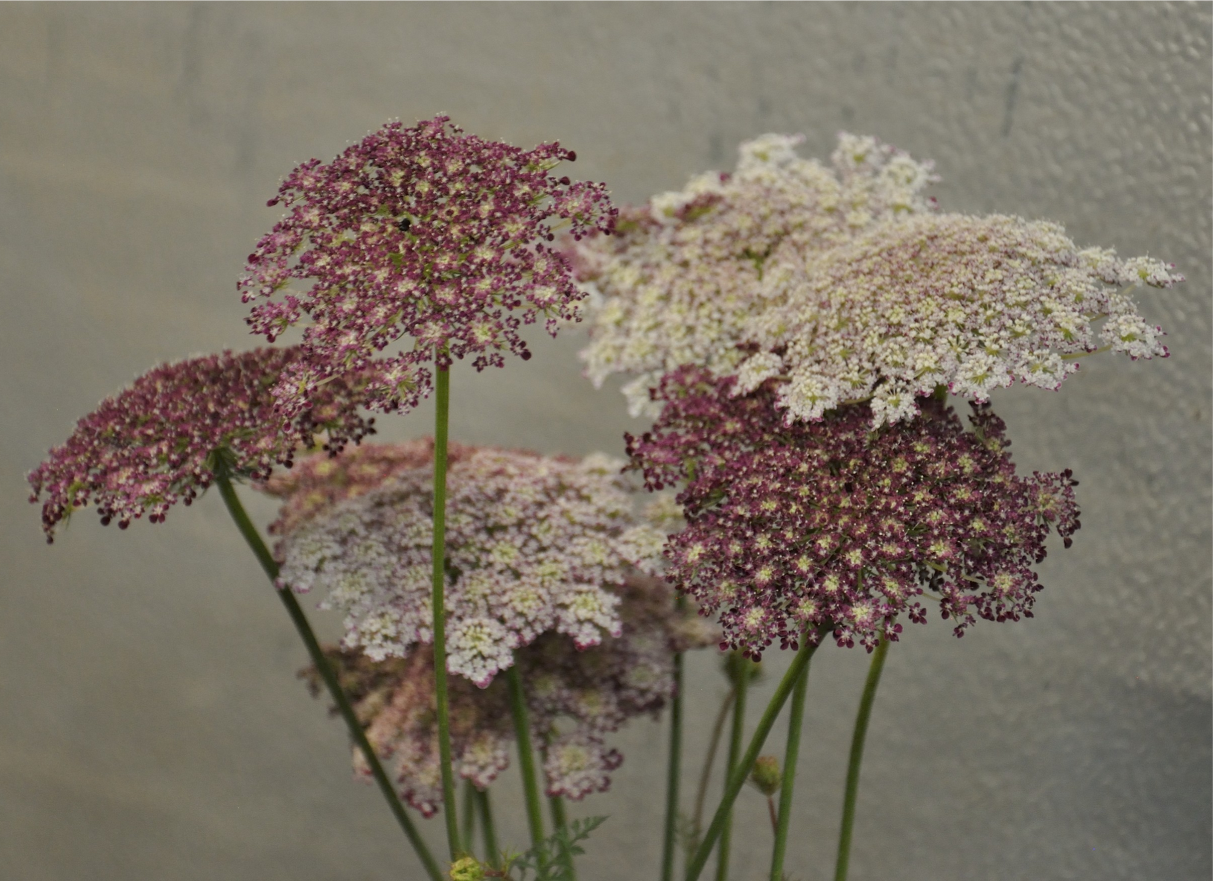 Queen Anne's Lace (Dara)