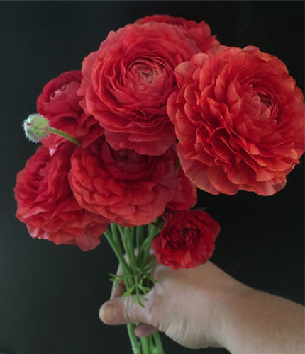Fire Red Ranunculus Ranunculus- Red | FineFamilyFlowerFarm