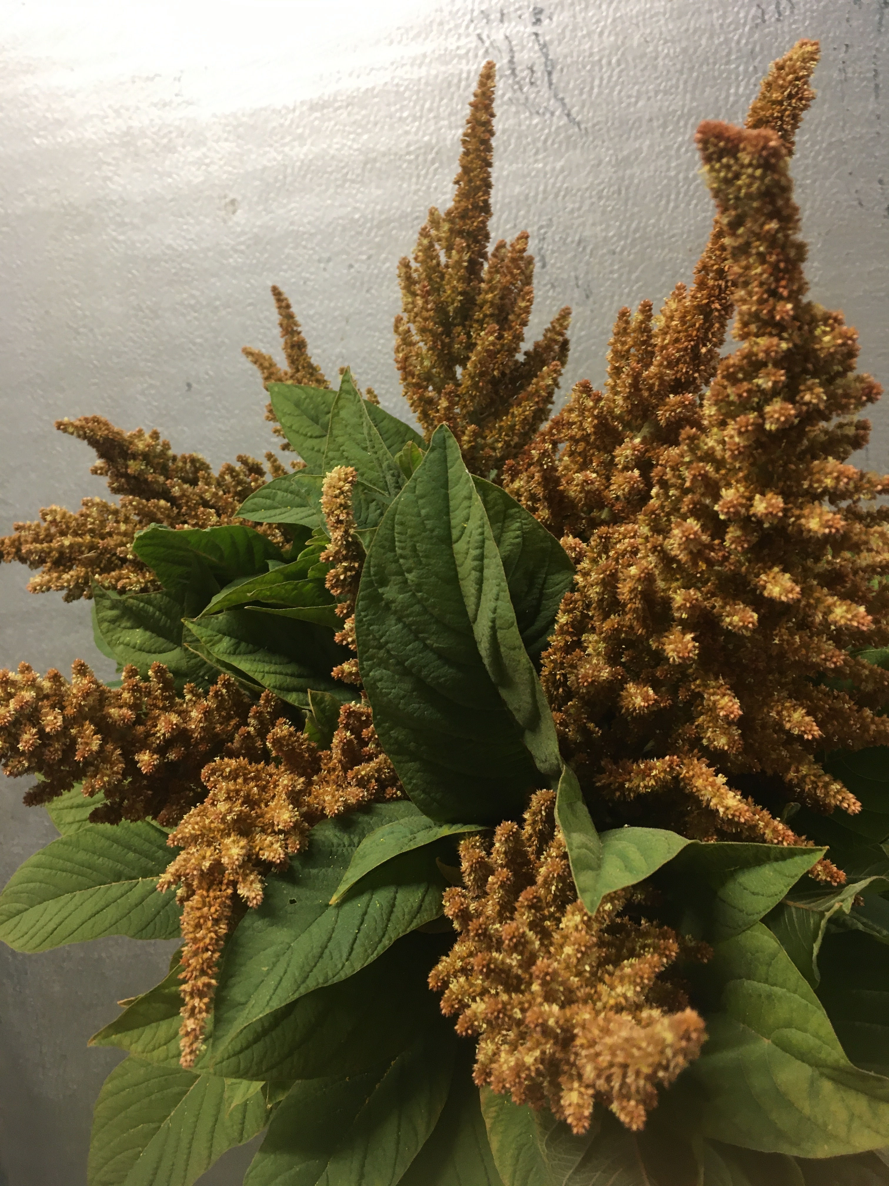 Amaranthus Copper Tones