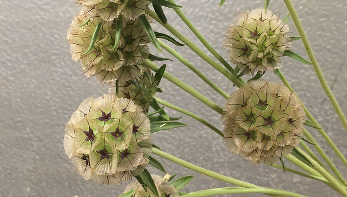 Scabiosa Ping Pong