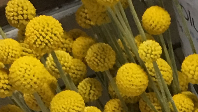 Craspedia (Billy Buttons)