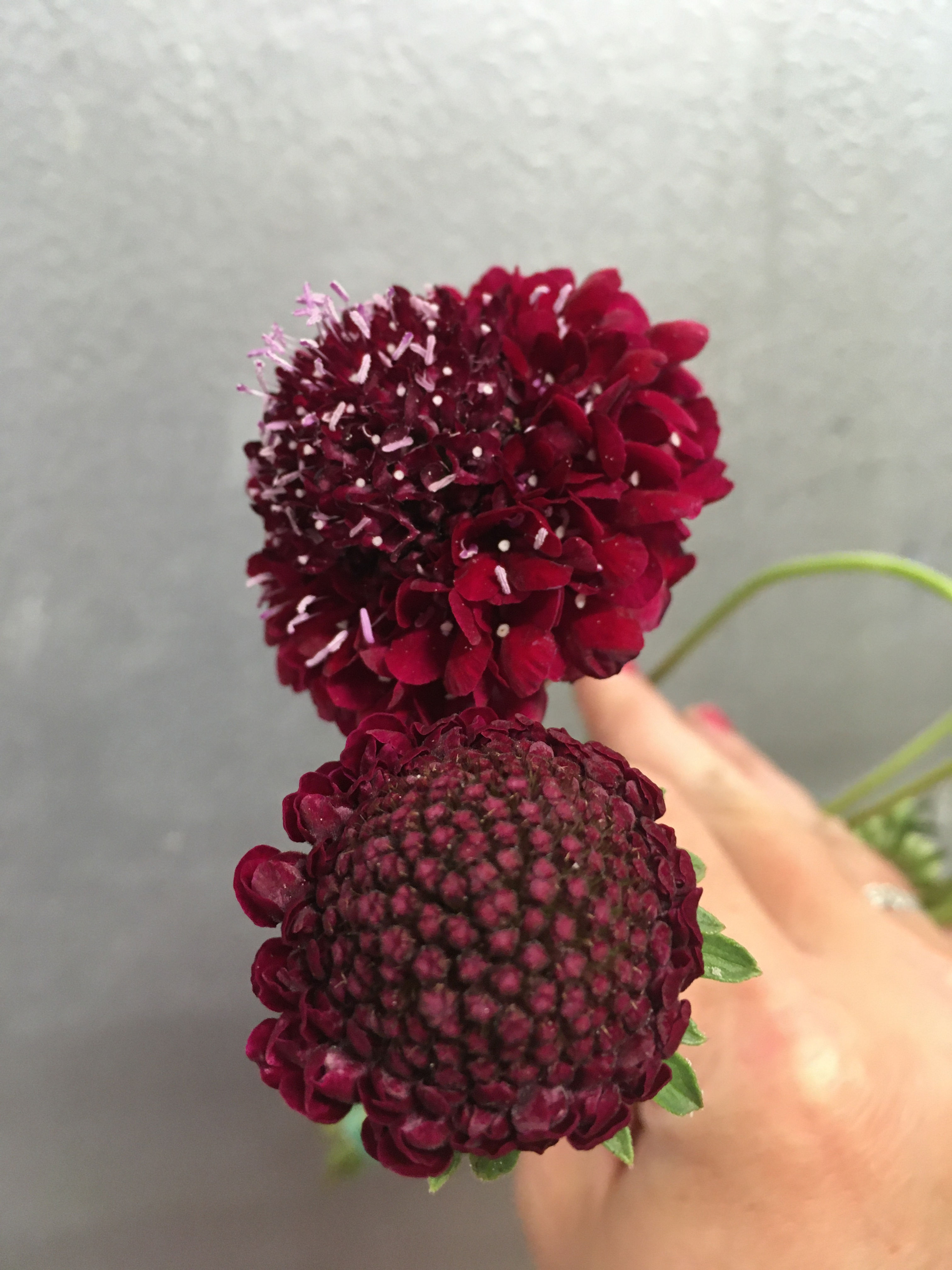 Scabiosa Burgundy
